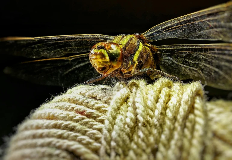 a close up of a dragonfly on a rope, a macro photograph, pexels contest winner, made of wool, photorealistic ”, portrait”, photorealistic”