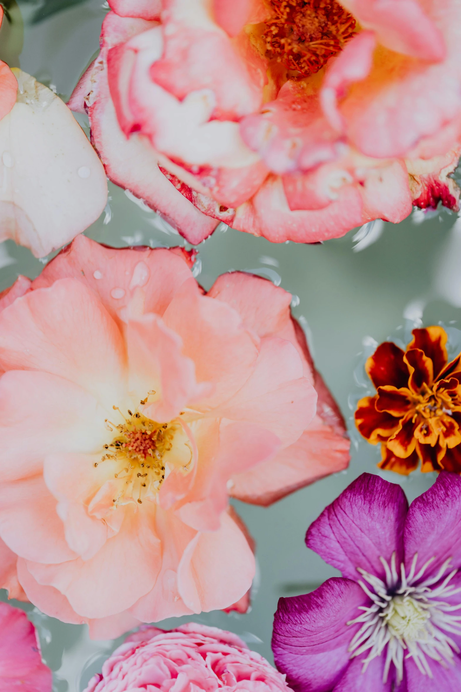 a bunch of flowers floating in a bowl of water, a macro photograph, inspired by Gentile Bellini, trending on unsplash, pink and orange, rose garden, detail shot, resin