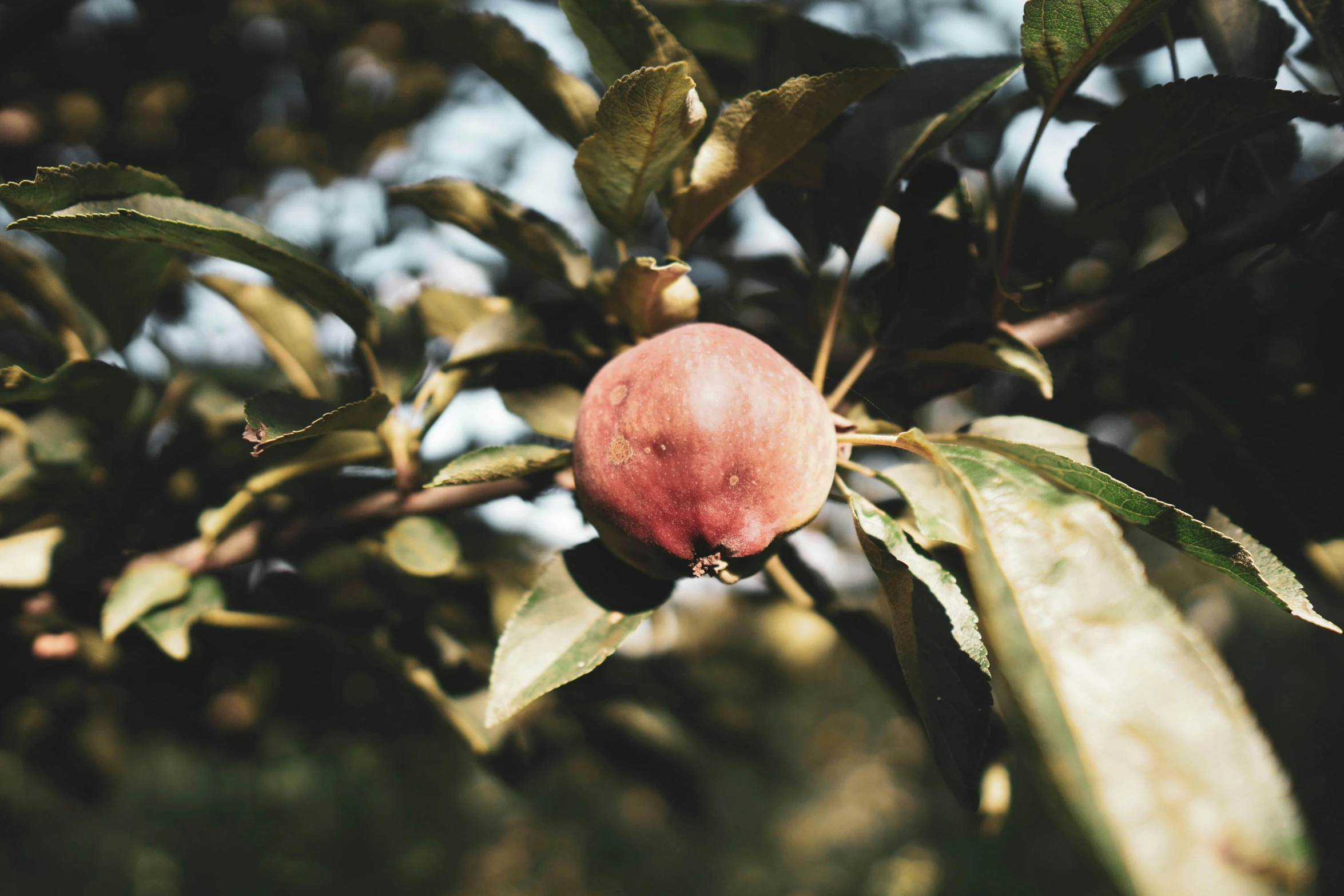 a close up of a fruit on a tree, an album cover, unsplash, vintage soft grainy, instagram post, background image, myrtle