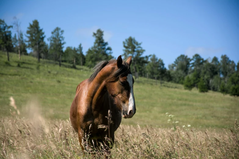 a brown horse standing on top of a grass covered field, profile image