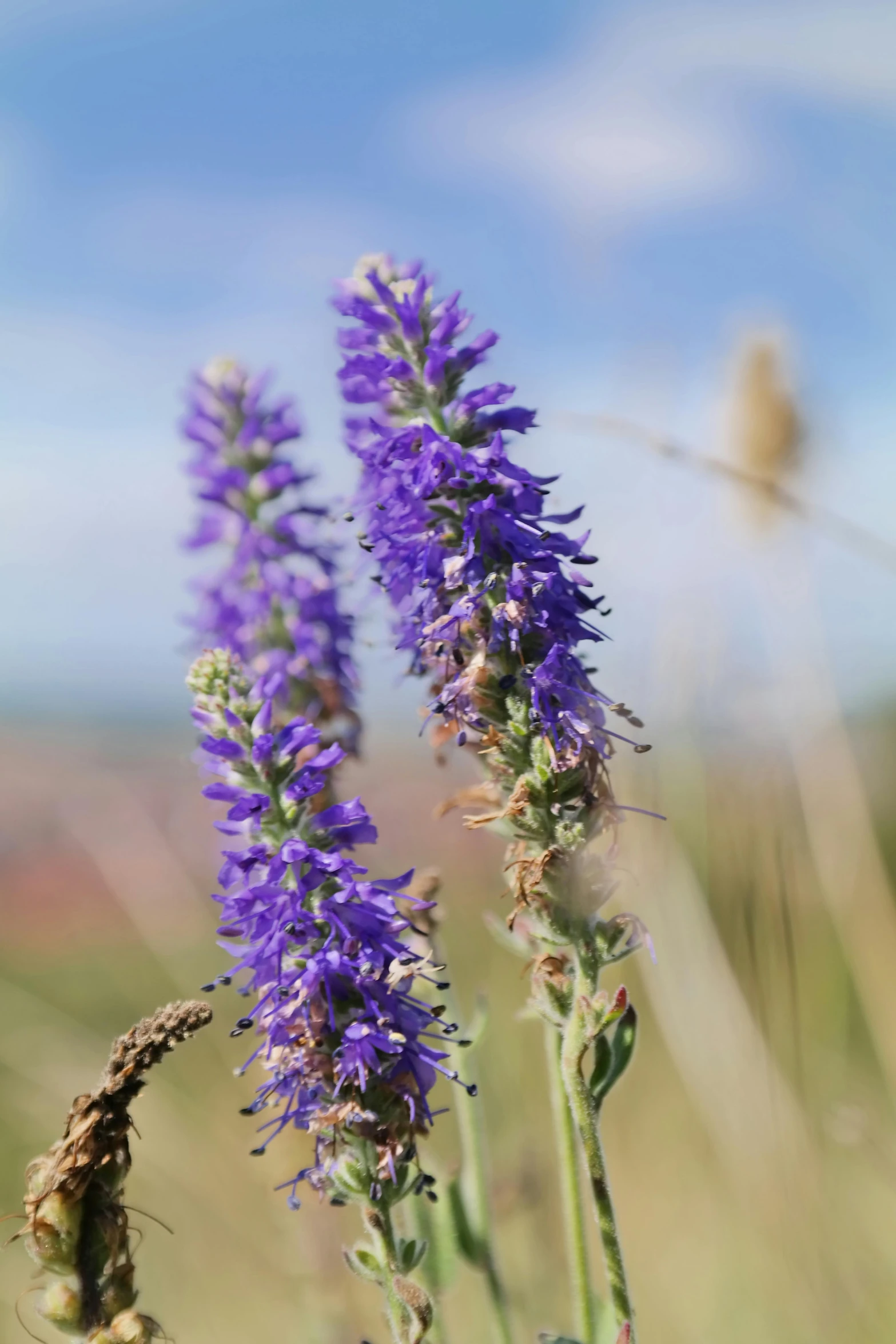 a close up of some purple flowers in a field, a portrait, blue sky, spiky, on the coast, no cropping