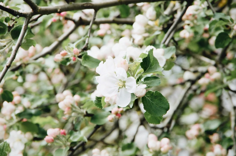 a close up of a flower on a tree, unsplash, renaissance, apple trees, pale greens and whites, 🌸 🌼 💮, made of flowers and fruit