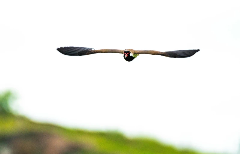 a bird that is flying in the sky, a long-shot from front, turaco morphing chicken, shot with canon eoa 6 d mark ii, bird mask