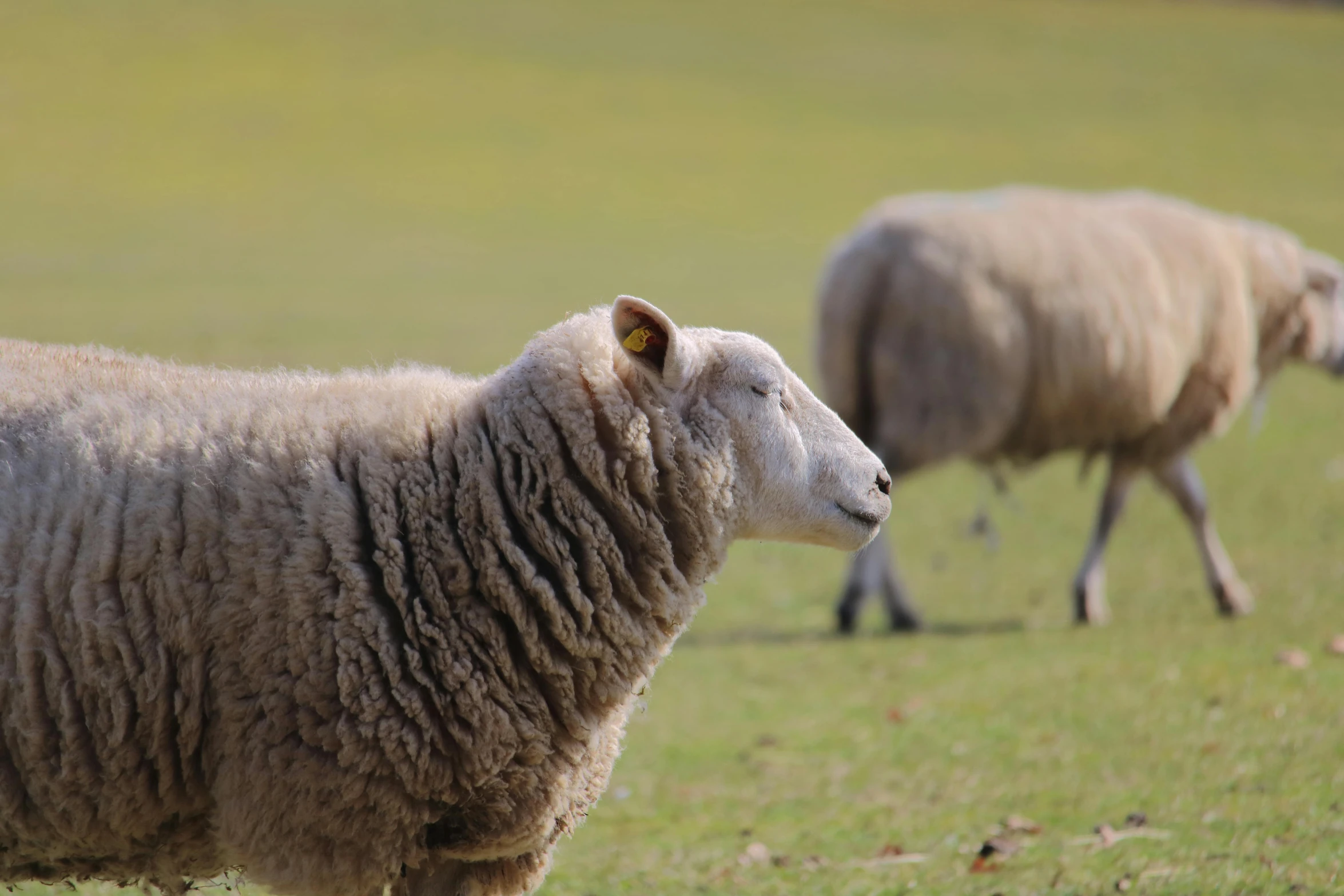 a couple of sheep standing on top of a lush green field, pexels contest winner, baroque, profile pic, grey, brown, made of wool