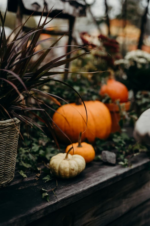 a planter filled with lots of different types of pumpkins, pexels contest winner, moody details, square, holiday season, a quaint