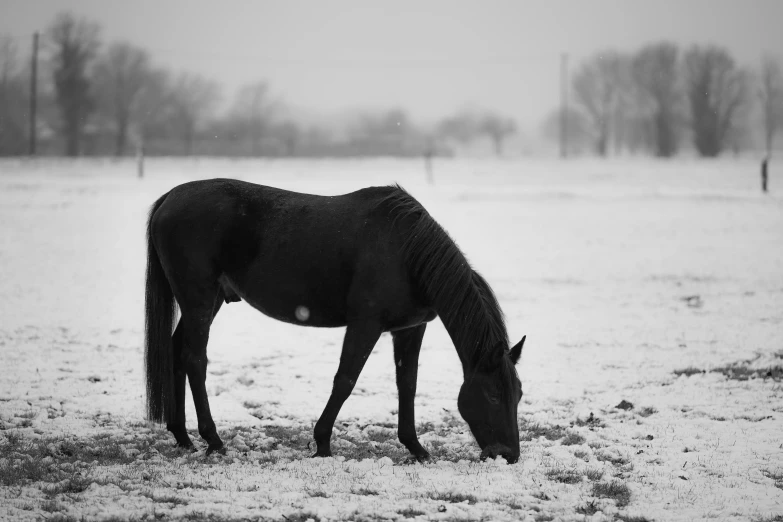 a horse that is standing in the snow, a black and white photo, by Neil Blevins, pexels contest winner, eating, dressed in black, photographic print, overcast weather