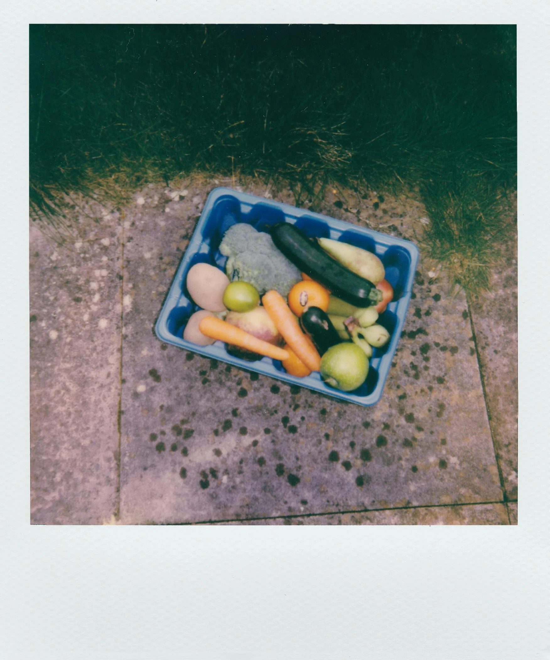 a blue container filled with assorted fruits and vegetables, a polaroid photo, unsplash, multiple stories, 2000s photo, gardening, alex heywood