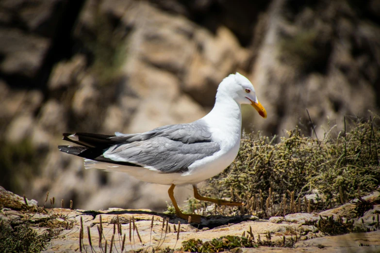 a close up of a bird on a rock, pexels contest winner, arabesque, seagulls, bushy white beard, yellow beak, high resolution photo