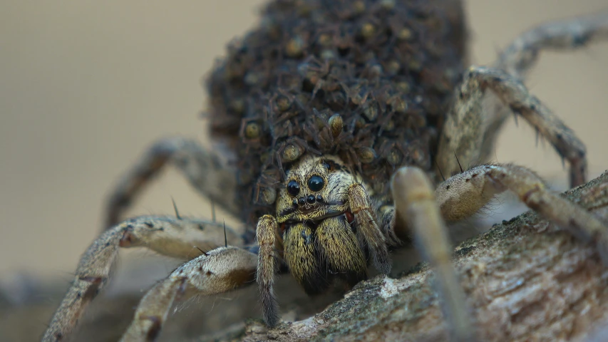 a close up of a spider on a tree branch, by Attila Meszlenyi, pexels contest winner, hurufiyya, hyperdetailed illustration, over the shoulder, female gigachad, detailed maw