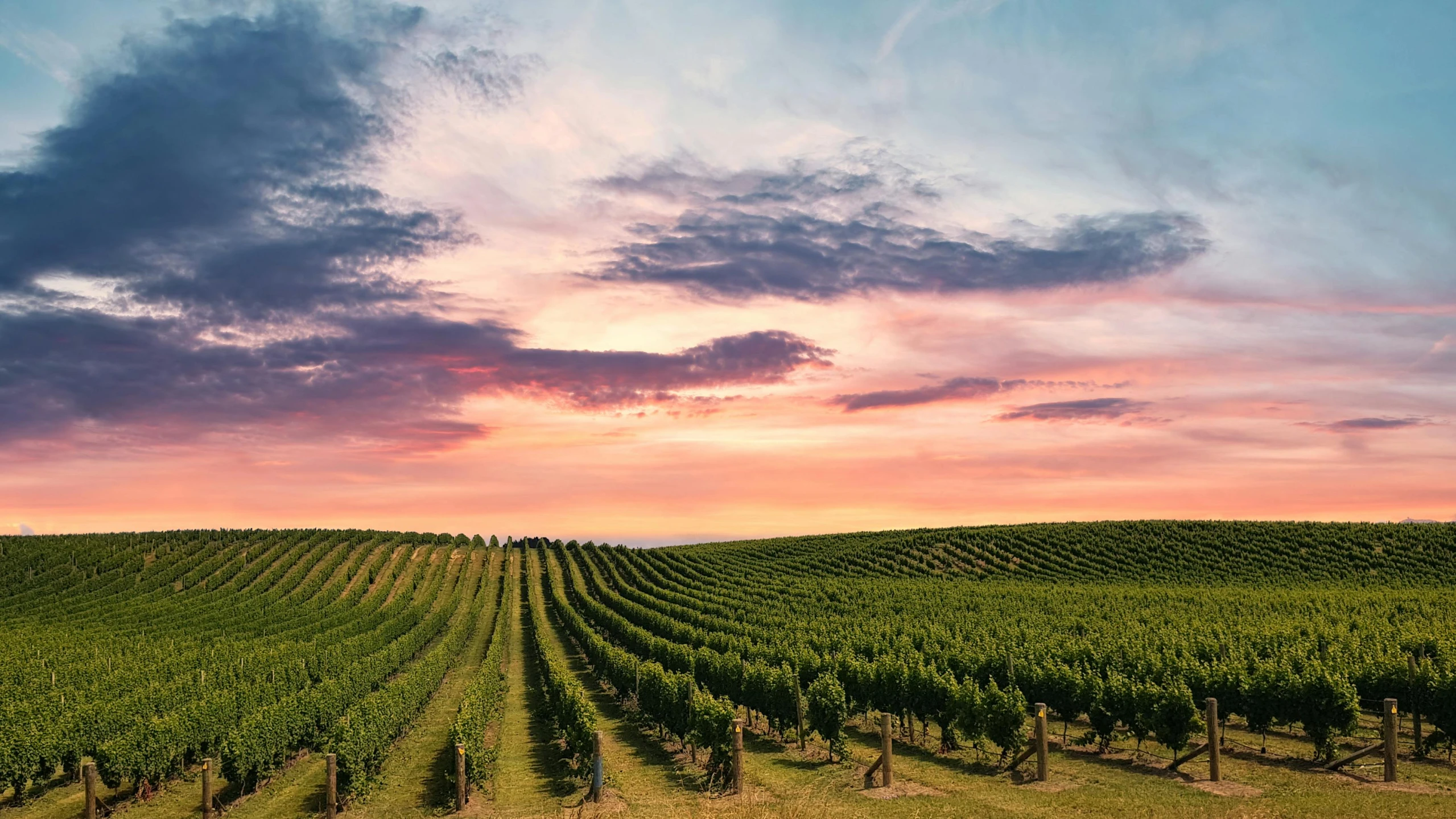 a vineyard field with a sunset in the background, pexels contest winner, panoramic, lachlan bailey, lush green, multiple stories