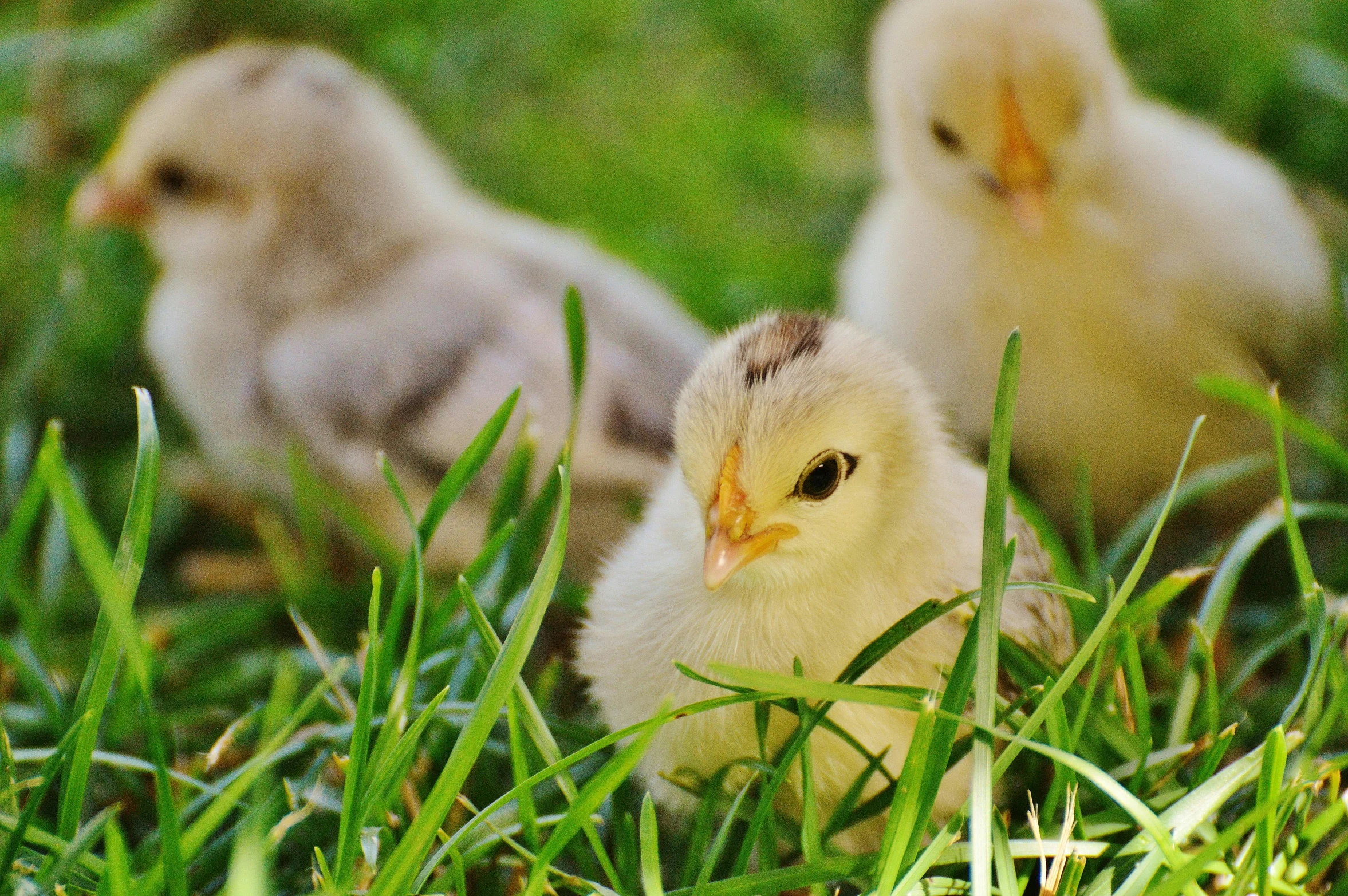 a couple of small chickens standing on top of a lush green field, laying down in the grass, three animals, avatar image