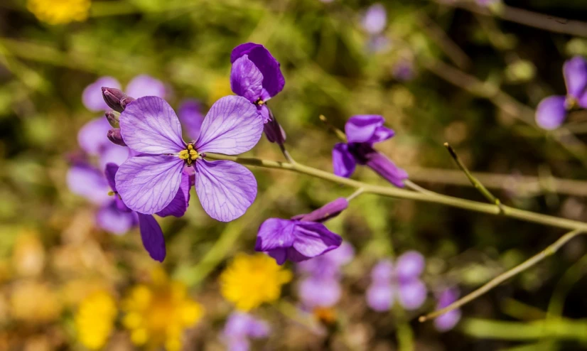 a close up of a purple flower with yellow flowers in the background, by Julian Hatton, pexels contest winner, flax, lobelia, afternoon sunshine, various posed