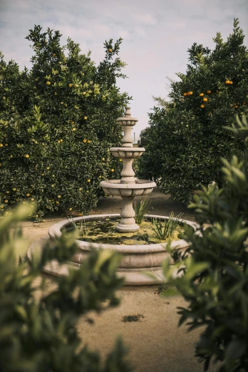 a fountain surrounded by orange trees on a sunny day, by Josh Bayer, straight camera view, fruit trees, moody setting, lush landscaping