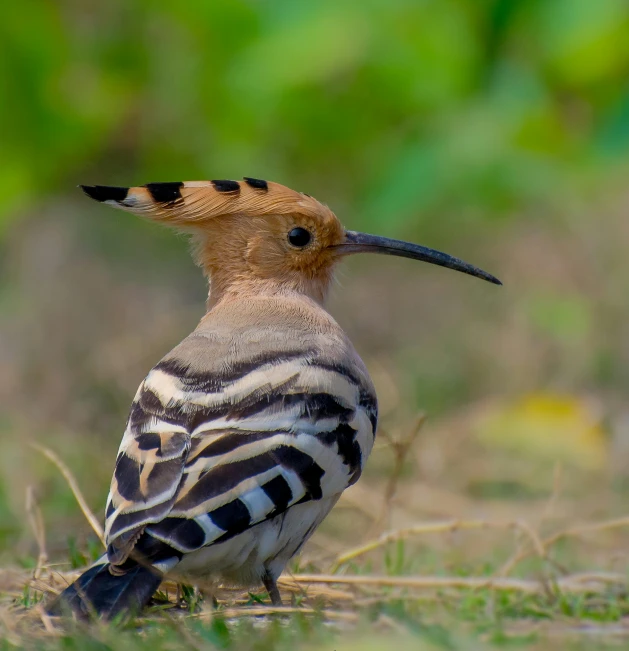 a bird that is standing in the grass, pexels contest winner, hurufiyya, feathers exotic morphing hoopoe, bangladesh, bird poo on head, today\'s featured photograph 4k