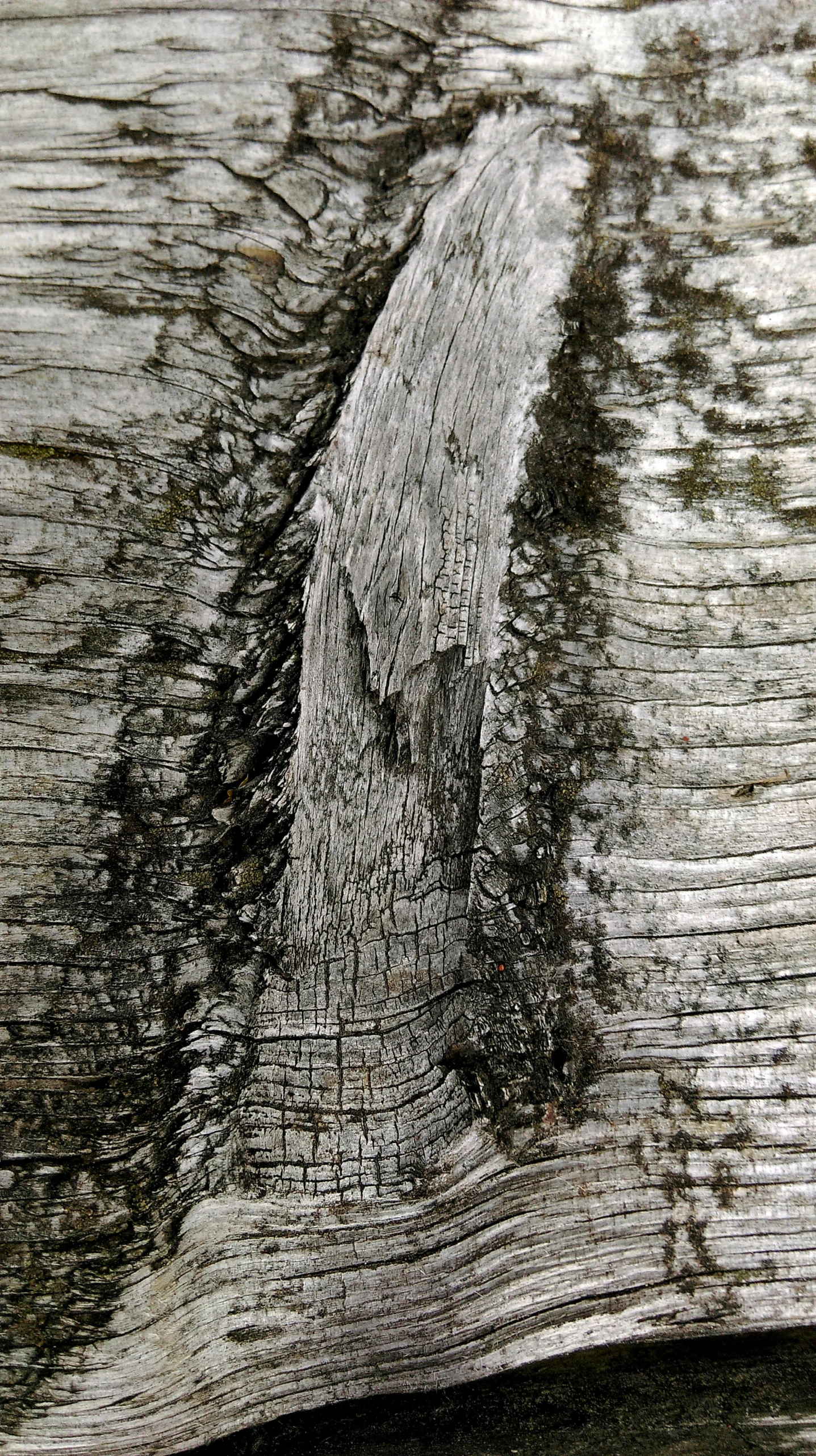 a close up of a piece of wood, by David Simpson, ap, grey