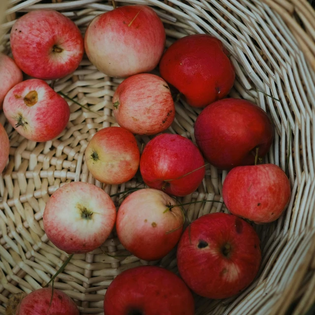 a basket filled with lots of red apples, unsplash, renaissance, pink, circle, cottagecore hippie, alessio albi