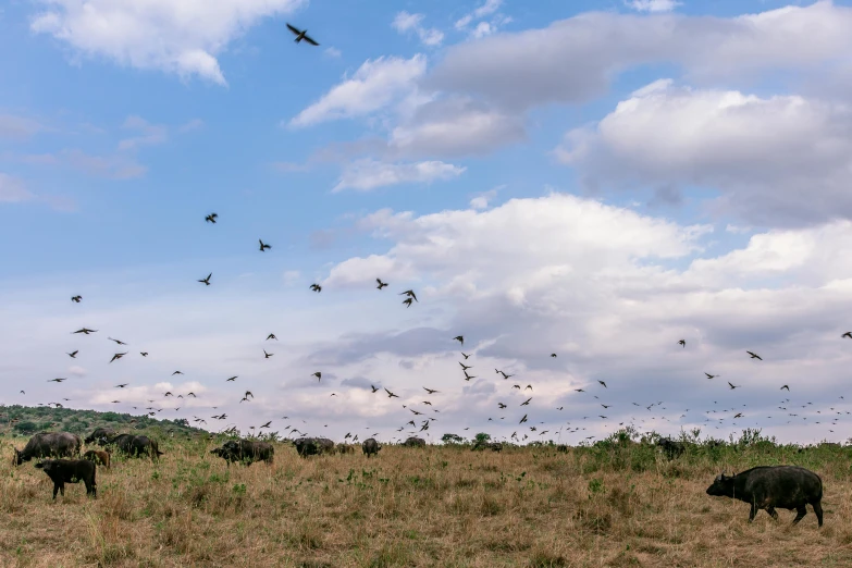 a herd of animals standing on top of a grass covered field, flying bats, unmistakably kenyan, slide show, bird sight