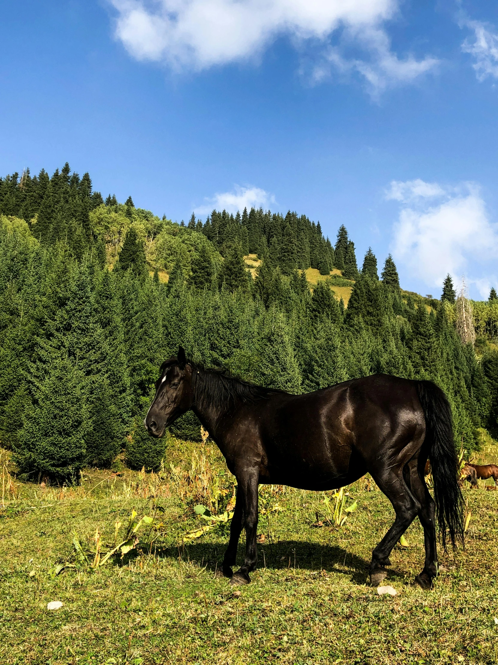 a black horse standing on top of a lush green field, fir forest, romanian heritage, 2019 trending photo, slide show