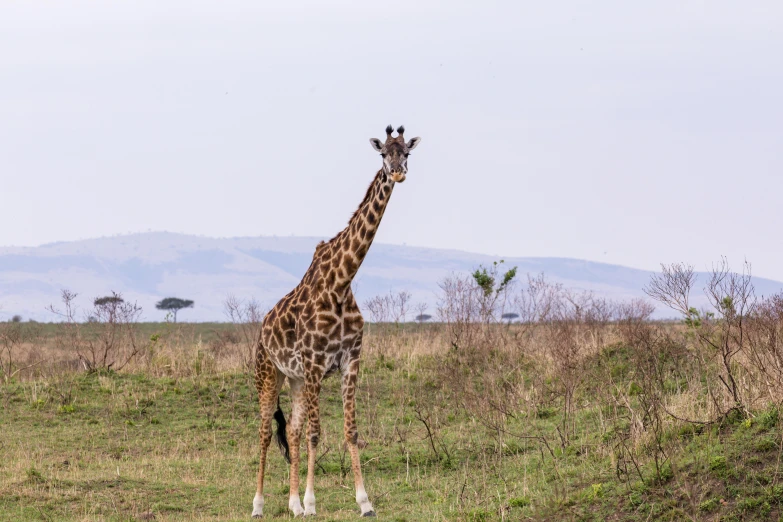 a giraffe standing on top of a lush green field, by Will Ellis, pexels contest winner, hurufiyya, very kenyan, al fresco