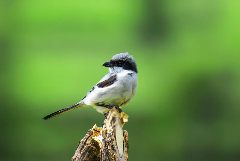 a small bird sitting on top of a tree stump, pexels contest winner, hurufiyya, the shrike, white male, museum quality photo, minn