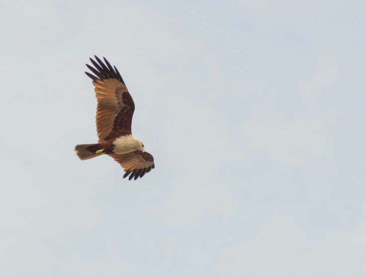 a bird that is flying in the sky, a portrait, pexels contest winner, hurufiyya, godrays from the right, brown, malaysian, high polygon