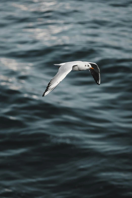 a bird flying over a body of water, pexels contest winner, king of the sea, sharply shaped, grey, multiple stories