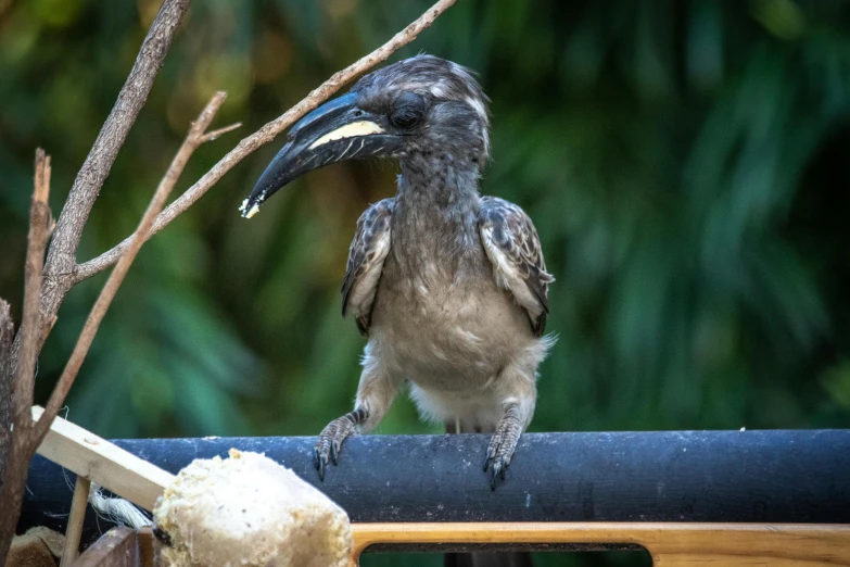 a close up of a bird on a rail, having a snack, male emaciated, 🦩🪐🐞👩🏻🦳, wildlife photograph