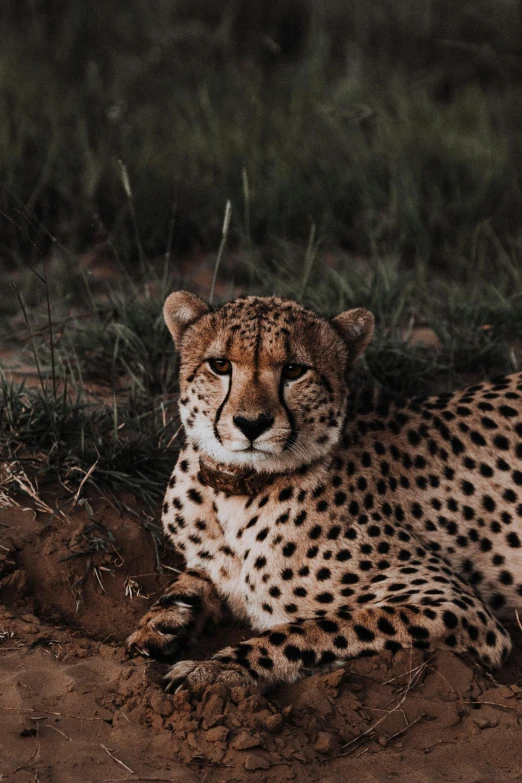 a cheetah laying down in the dirt, a picture, trending on pexels, portrait”, instagram story, **cinematic, vacation photo