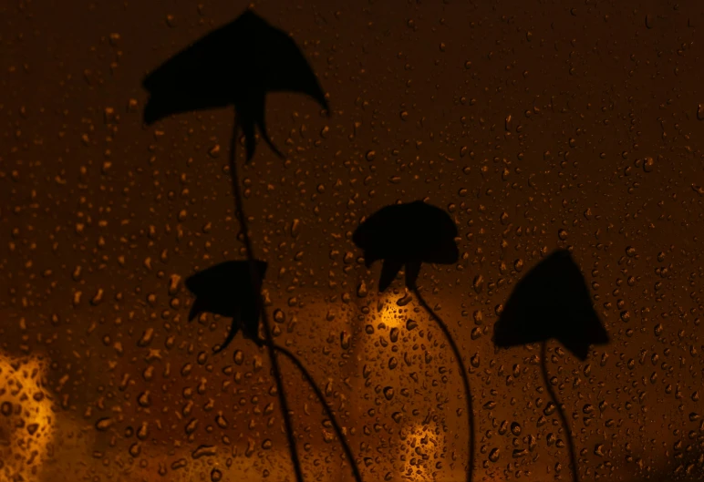 a couple of umbrellas sitting on top of a rain covered window, inspired by Chris Friel, alien flowers, taken at golden hour, silhouette :7, brown flowers