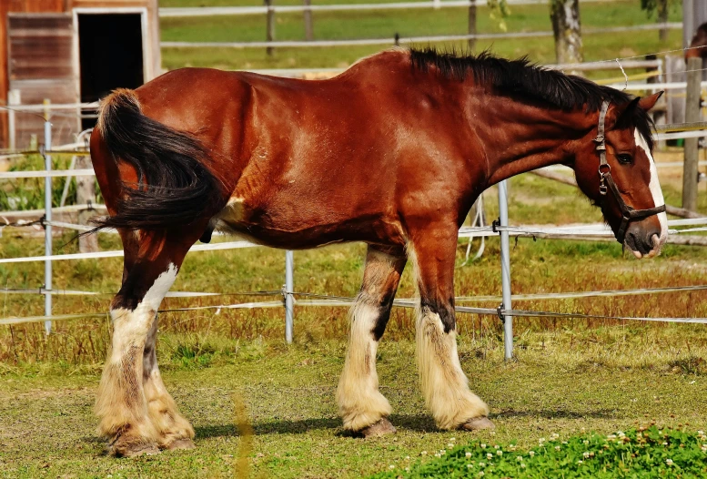 a brown horse standing on top of a lush green field, profile image