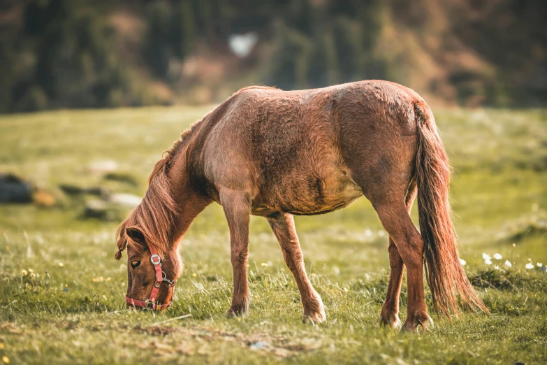 a brown horse standing on top of a lush green field, by Sebastian Spreng, pexels contest winner, eating meat, rugged and dirty, slightly pixelated, pinkie pie equine