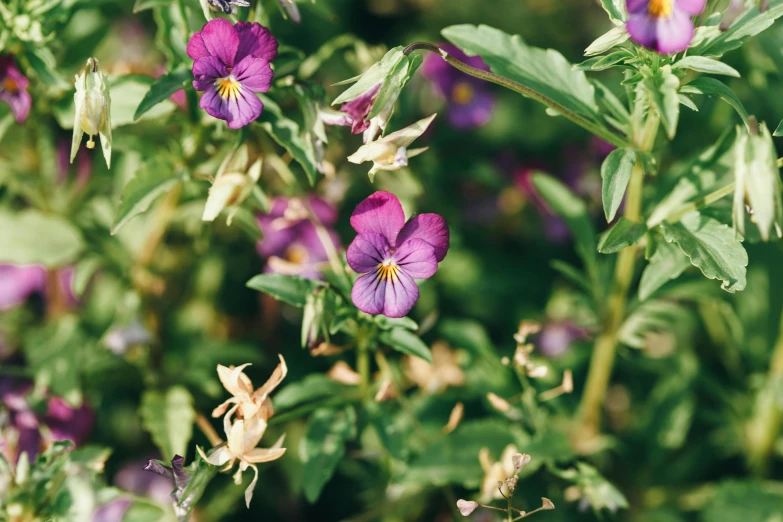 a close up of a bunch of purple flowers, by Emma Andijewska, unsplash, overgrown foliage, edible flowers, instagram post, shot on superia 400 filmstock