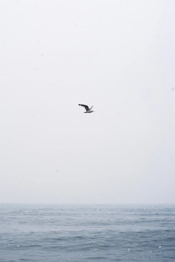 a bird flying over a body of water, by Adam Pijnacker, minimalism, raging sea foggy, low quality photo, snowstorm ::5, oceanside