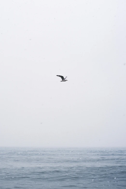 a bird flying over a body of water, by Adam Pijnacker, minimalism, raging sea foggy, low quality photo, snowstorm ::5, oceanside
