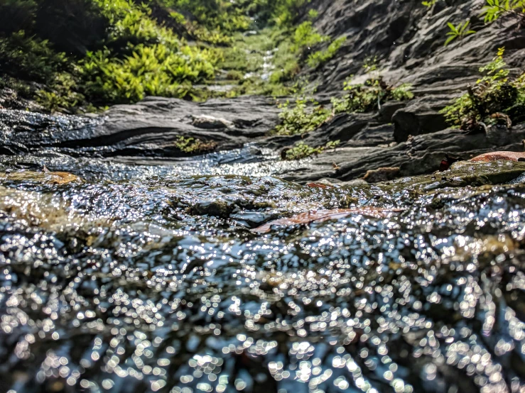 a stream running through a lush green forest, unsplash, land art, scattered glass shards, sparkling in the sunlight, rocky roads, mid shot photo