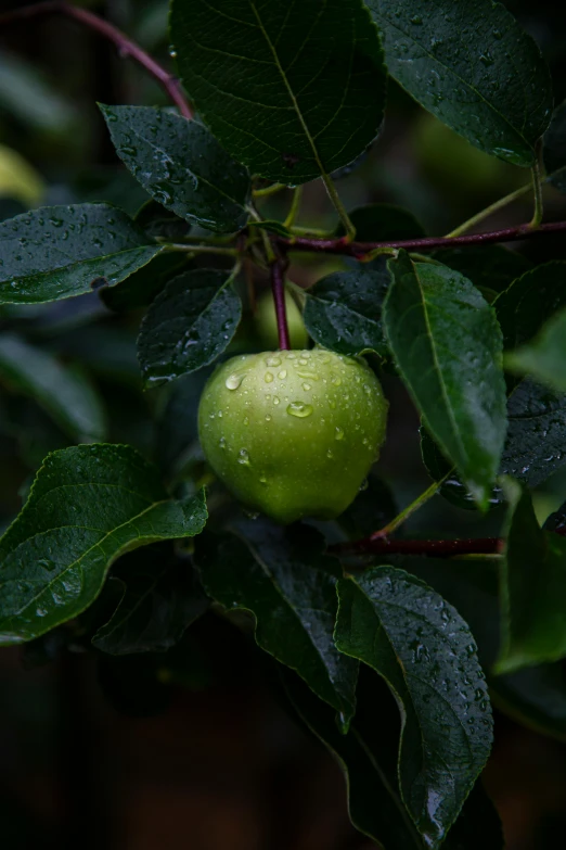 a close up of a green apple on a tree, inspired by Elsa Bleda, unsplash, renaissance, at evening during rain, 🐿🍸🍋, background image, a high angle shot