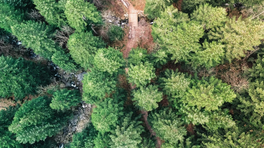 a forest filled with lots of green trees, a picture, by Daniel Lieske, unsplash, hurufiyya, camera looking down upon, shot with iphone 1 0, on an empty stage from above, hiking trail