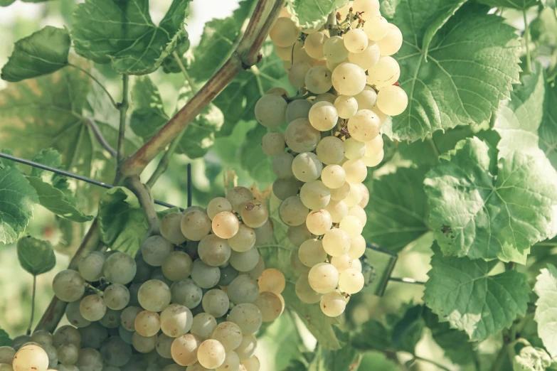 a bunch of white grapes hanging from a vine, unsplash, art nouveau, light toned, 2000s photo, ad image, farming