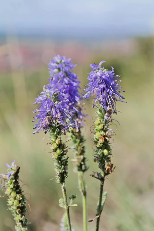 a close up of some purple flowers in a field, a portrait, spines and towers, blue indygo thunder lightning, broad brush, mountain plants