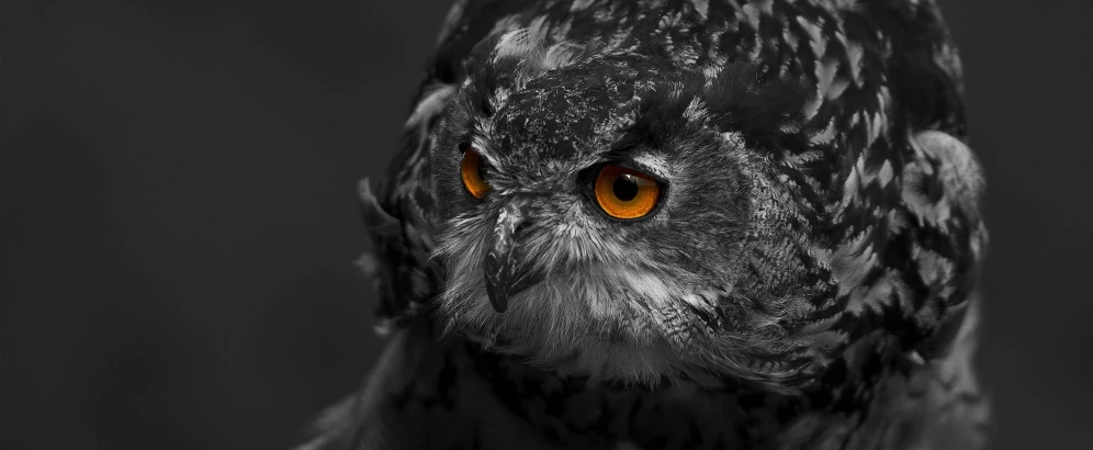 a black and white photo of an owl with orange eyes, by Adam Marczyński, pexels contest winner, close-up!!!!!!