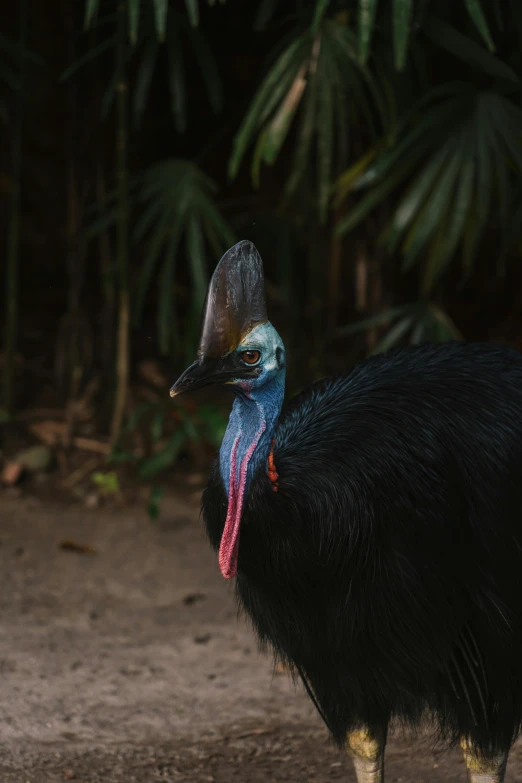 a cass cass cass cass cass cass cass cass cass cass cass cass cass cass cass cass cass, by Jan Tengnagel, pexels contest winner, sumatraism, cocky expression, long neck, black, long pointy pink nose