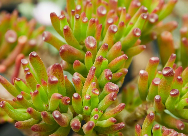 a close up of a plant with green leaves, coral-like pebbles, 'groovy', ready to eat, warm coloured