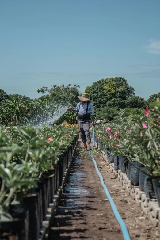 a man that is standing in the dirt with a hose, tropical flower plants, in rows, lush vista, irrigation