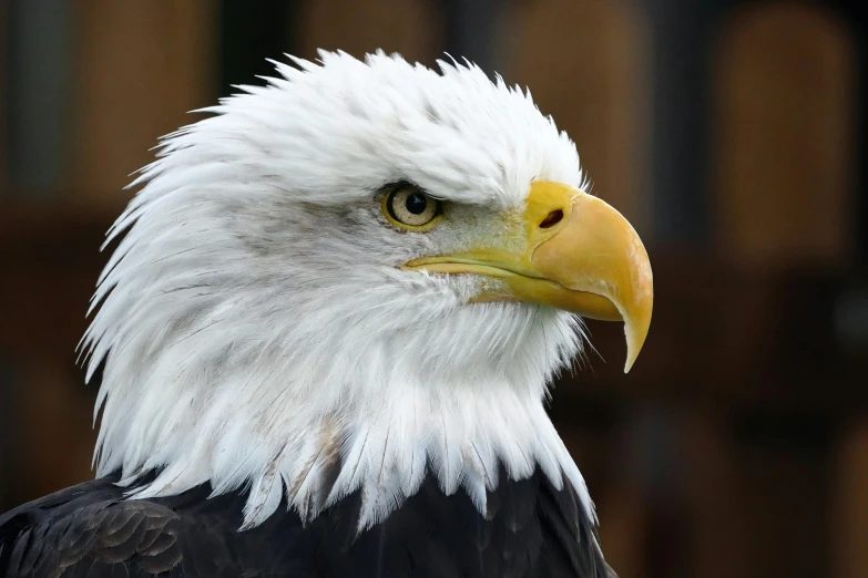 a close up of a bald eagle with a wooden fence in the background, by Bernie D’Andrea, pexels contest winner, white eagle icon, profile image, nordic, upper body close - up