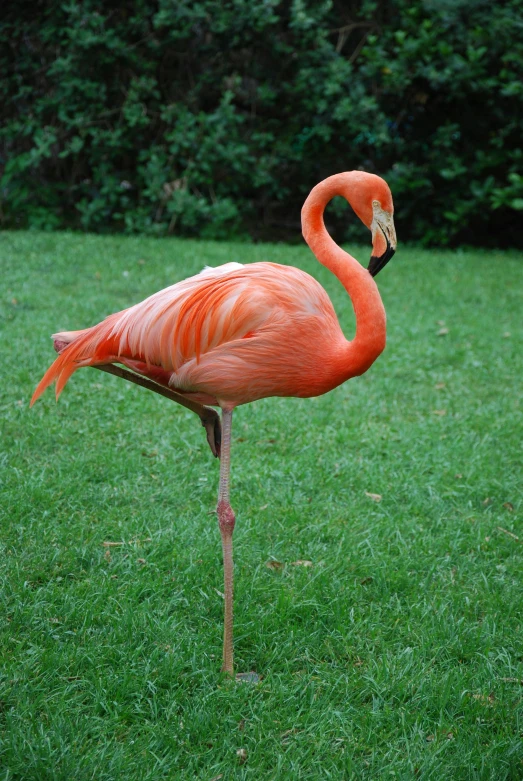 a flamingo standing on top of a lush green field, posing for a picture