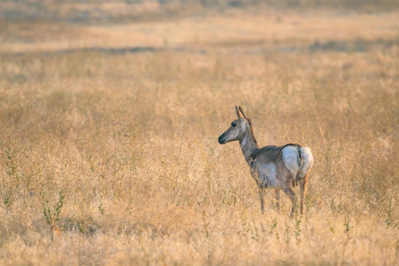 a antelope standing in the middle of a field, pale pink grass, idaho, nature photo, getty images