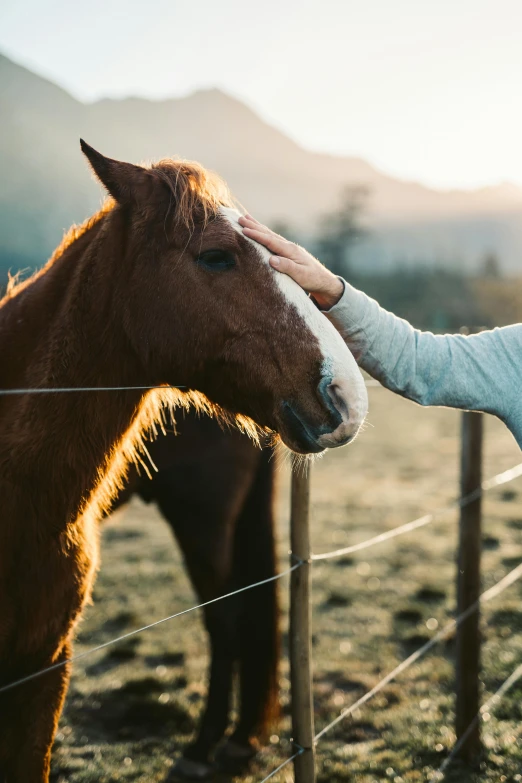 a woman petting a horse behind a fence, by Jan Tengnagel, trending on unsplash, new zealand, soft warm light, 🐎🍑, greeting hand on head