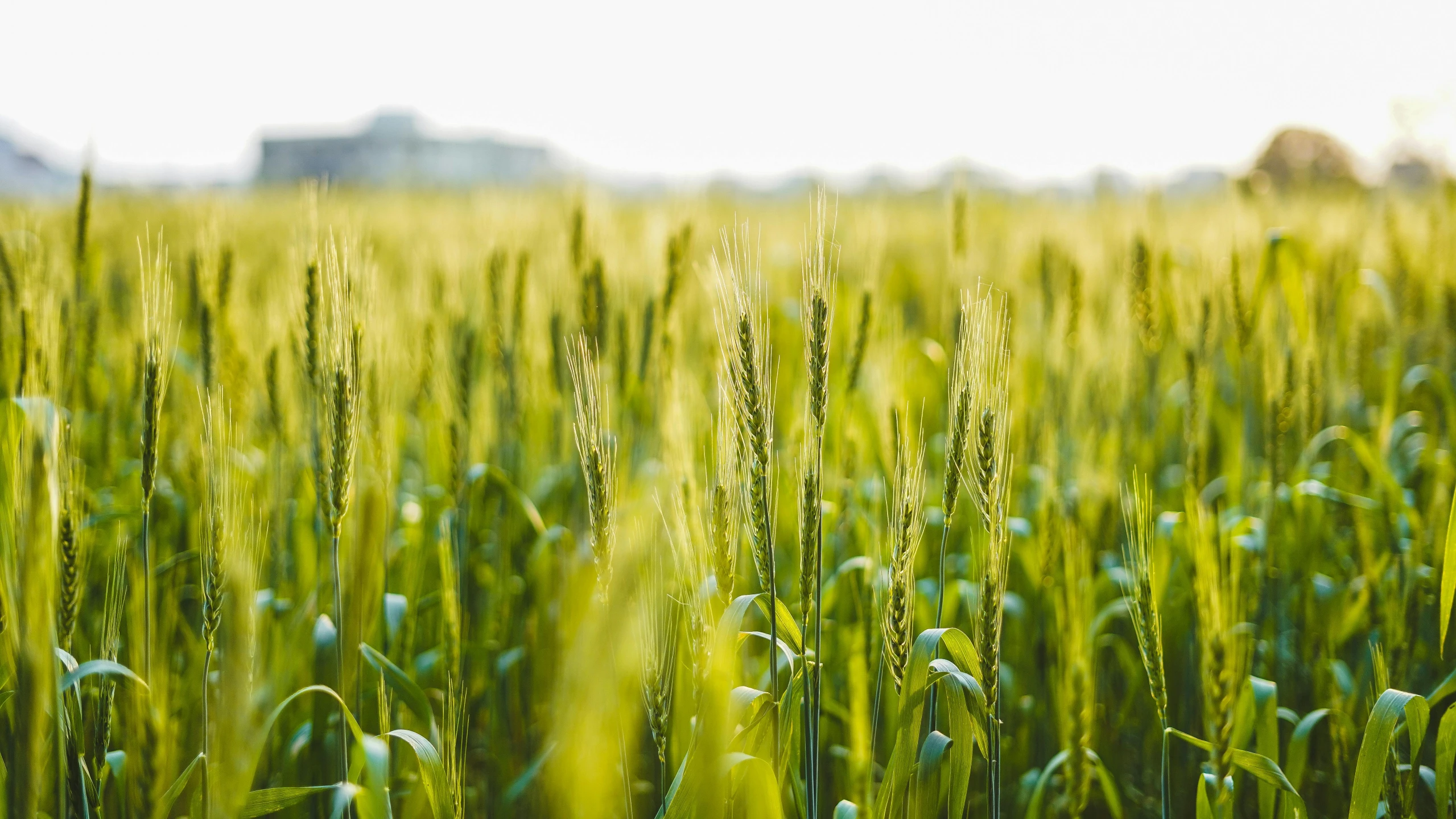a field of green grass with buildings in the background, a picture, pexels, precisionism, wheat field, mineral grains, corn, youtube thumbnail