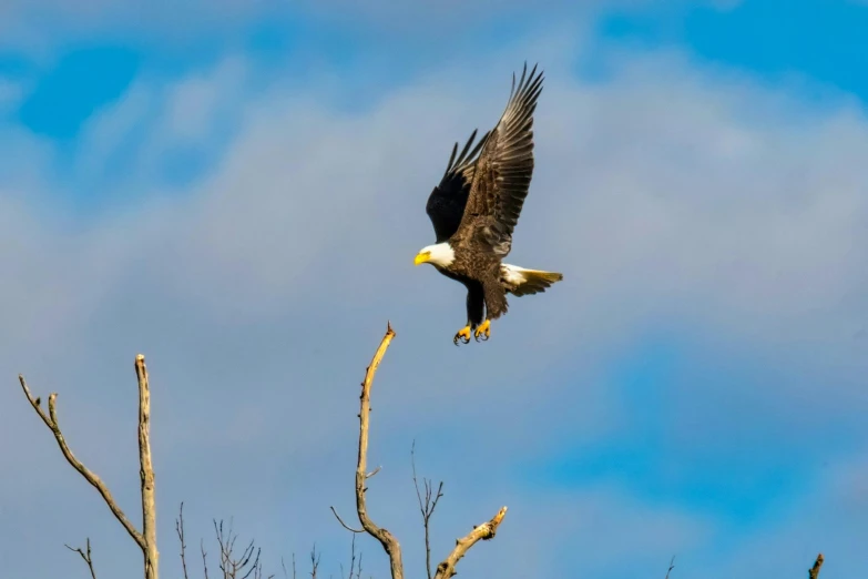 a bald eagle taking off from a bare tree, pexels contest winner, baroque, minn, instagram post, waving, travel