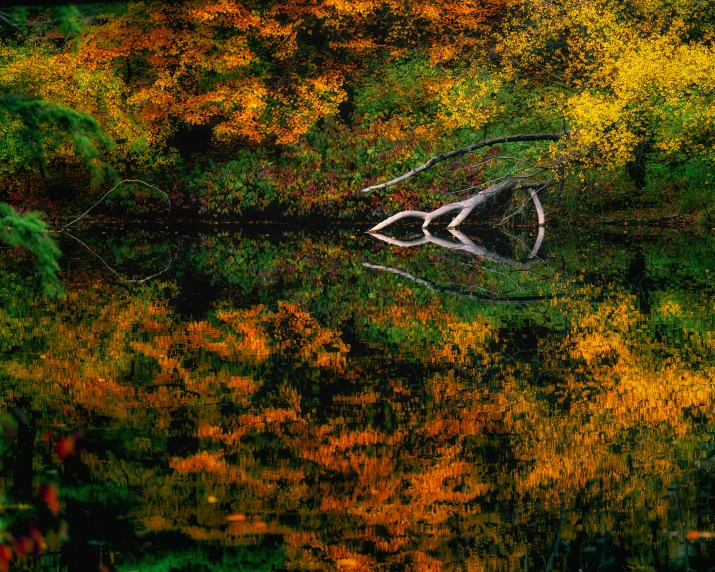 a forest filled with lots of trees next to a body of water, by Jan Rustem, pexels contest winner, land art, abstract mirrors, autumnal, 15081959 21121991 01012000 4k, on black background